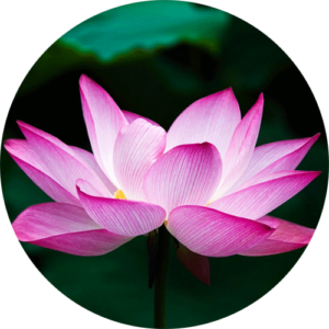 ueber-mich-Vita-Lotusblume-gertrudbossert, Foto einer wunderschönen weiss rosafarbenen Lotusblüte als Symbol für persönliche Entfaltung